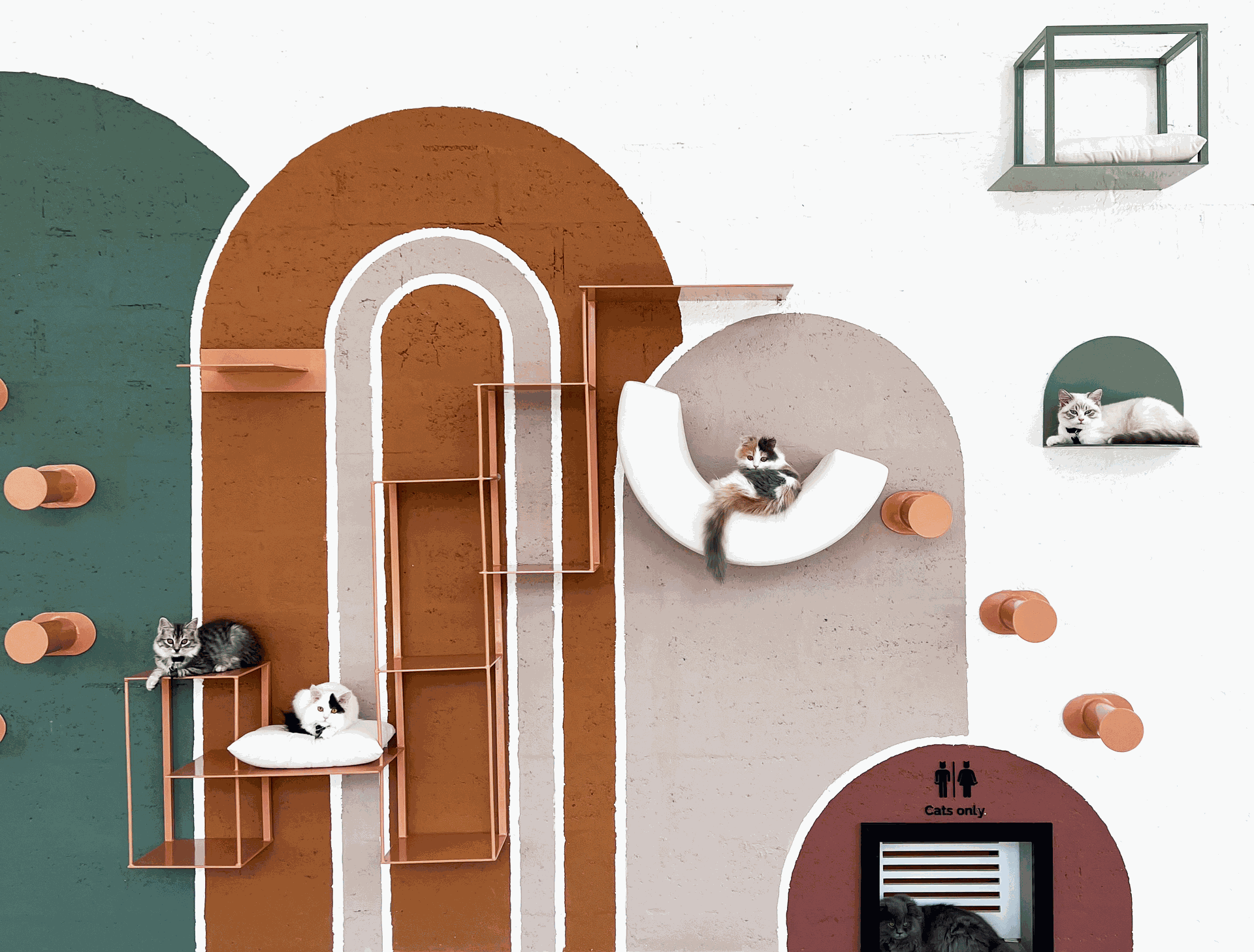 Home Cat Cafe Vibrissae Dubai